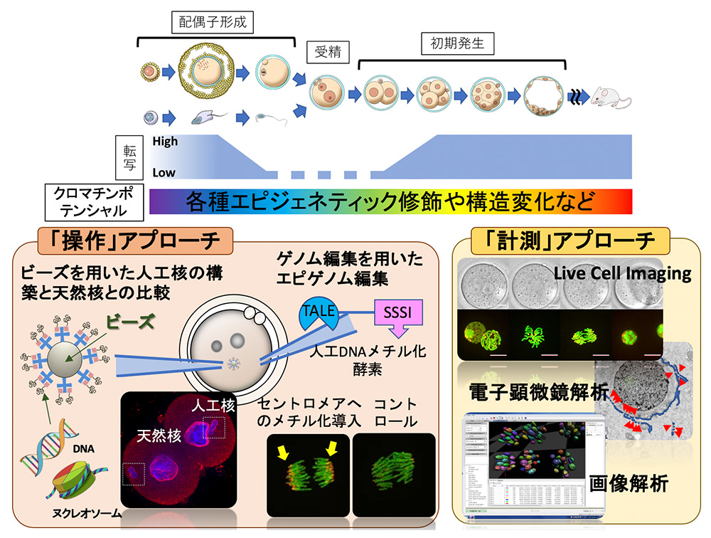 再構成とエピゲノム編集による初期胚核の機能性獲得機序の理解