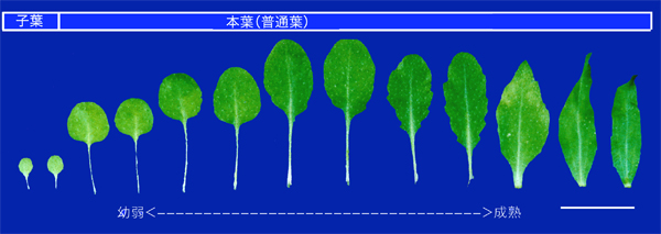 シロイヌナズナの葉の大きさと形の変化