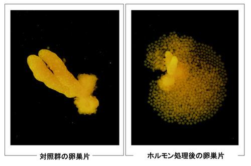 ヒトデ合成ホルモンによる生体外での卵成熟・排卵誘導