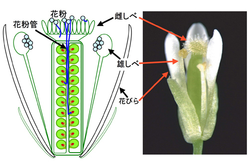 シロイヌナズナの花の模式図