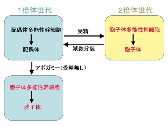 植物の世代交代とアポガミー