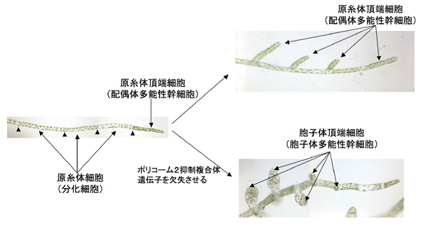 ヒメツリガネゴケの原糸体