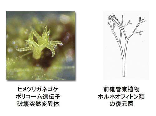 ヒメツリガネゴケポリコーム２抑制複合体遺伝子欠失突然変異体と原維管束植物の比較