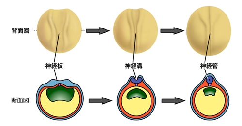 プレスリリース 神経管形成に必要な細胞内のアクチン集積を引き起こす仕組みを発見