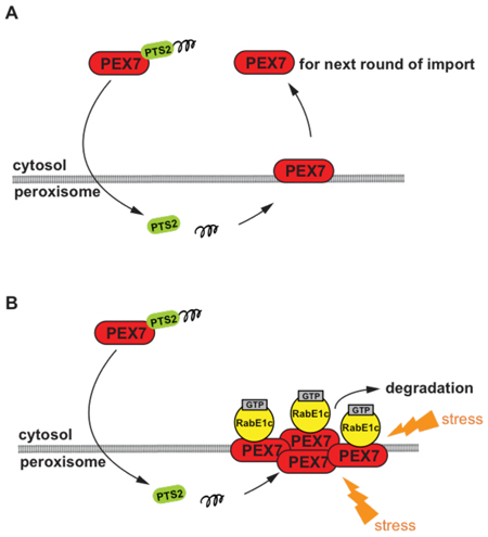 fig2.jpg