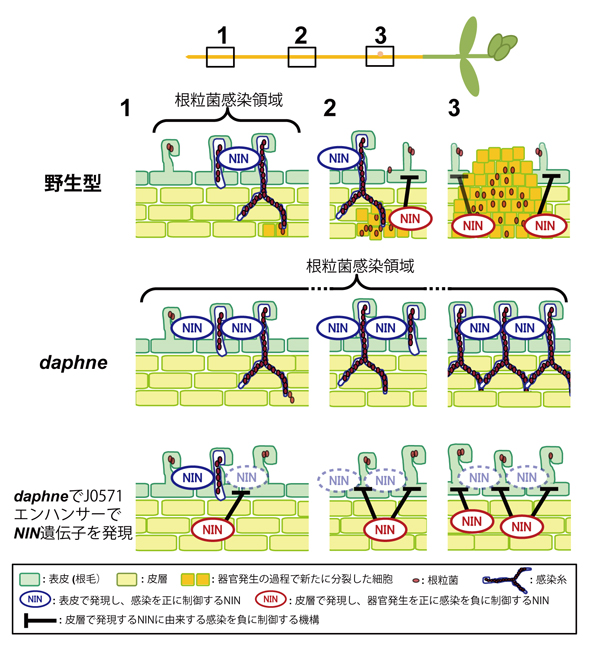 fig4.jpg