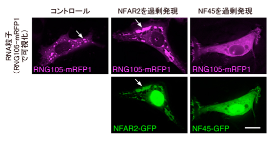 fig2.jpg