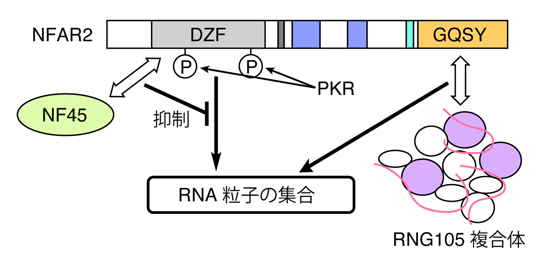 fig3.jpg