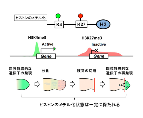 fig4.jpg