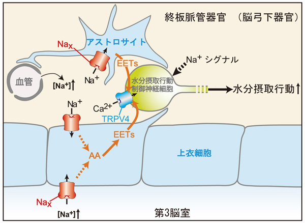 fig3.jpg