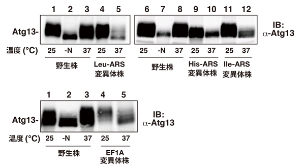 fig1.jpg