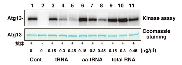 fig2.jpg