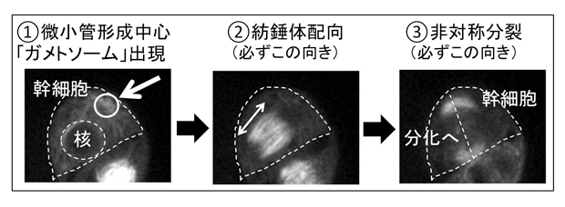 fig1.jpg