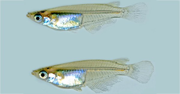 プレスリリース インドメダカの性決定遺伝子を発見 性染色体の多様化機構の一端を解明