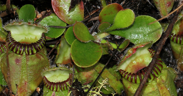 プレスリリース 食虫植物フクロユキノシタのゲノム解読で食虫性の進化解明への糸口を開く