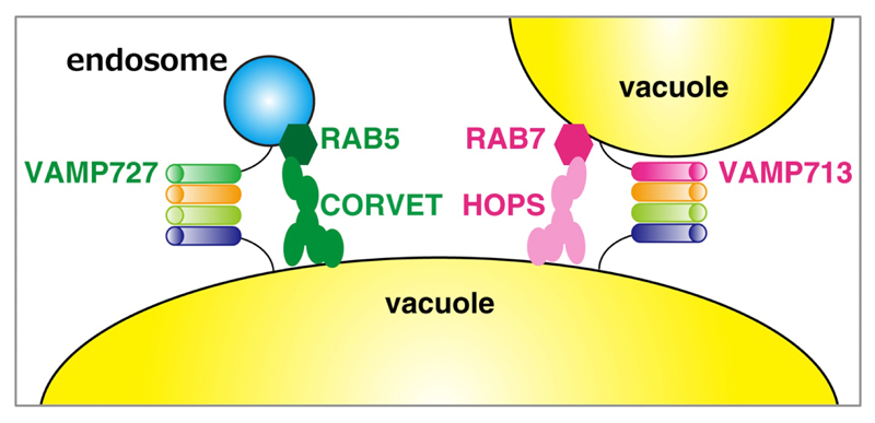 fig1e.jpg