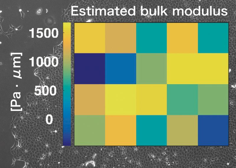 fig1e.jpg