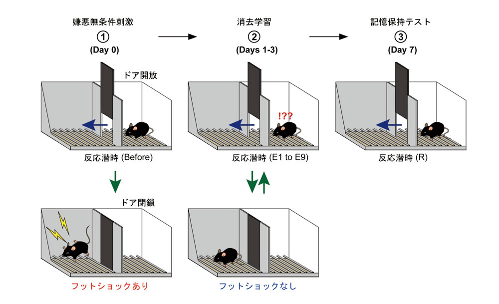 fig2.jpg