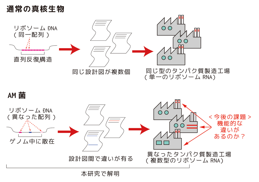 figure4.jpg