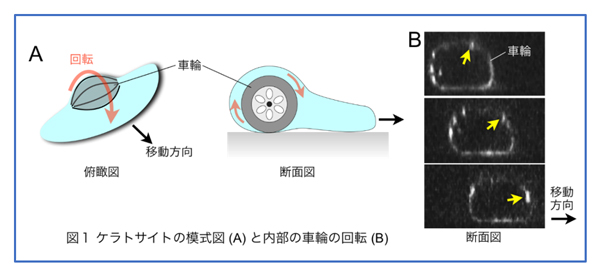 fig.jpg