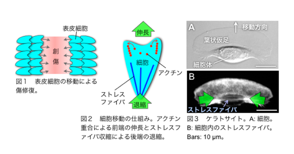 fig1-3.jpg