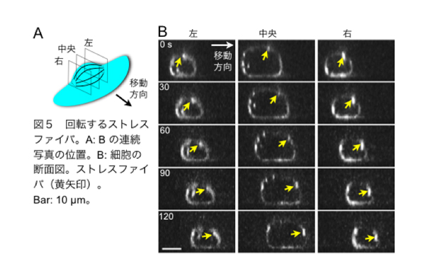 fig5.jpg