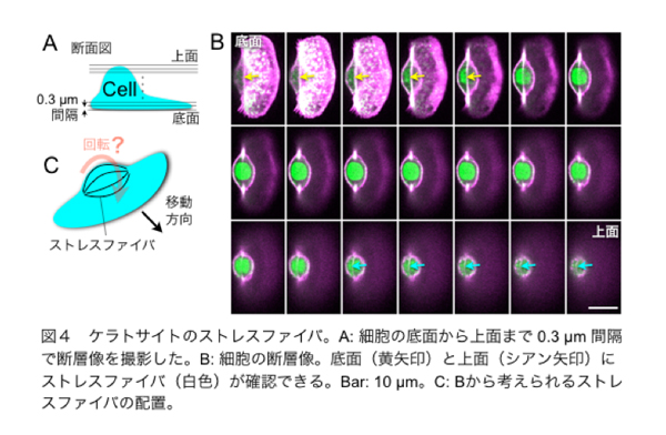 fig4.jpg