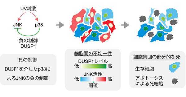 プレスリリース - 細胞間の不均一な分子活性によって細胞が死ぬか