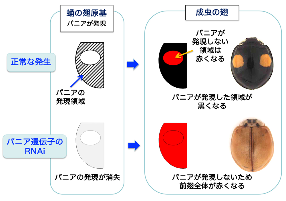 fig2.jpg