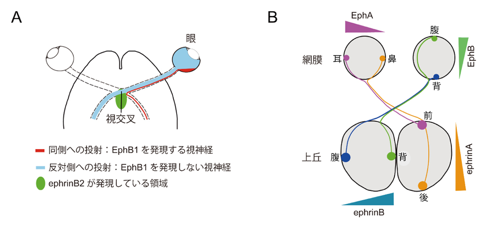 fig1.jpg