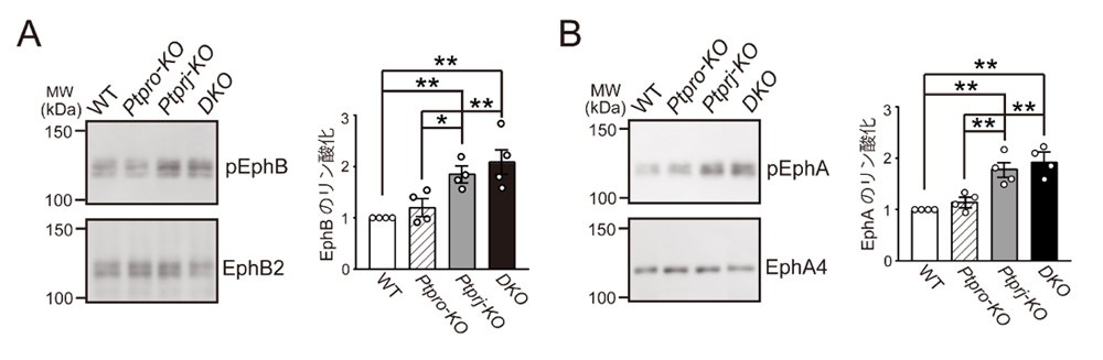 fig2.jpg