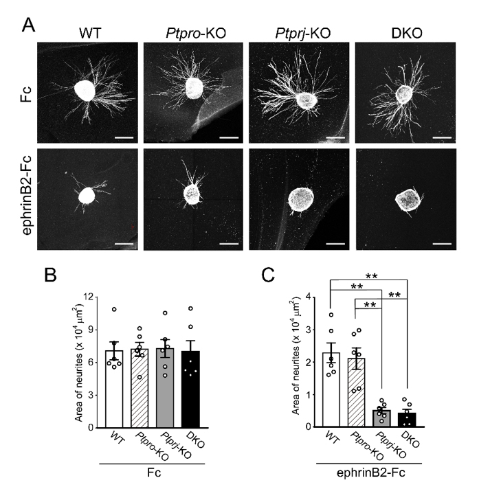 fig3.jpg