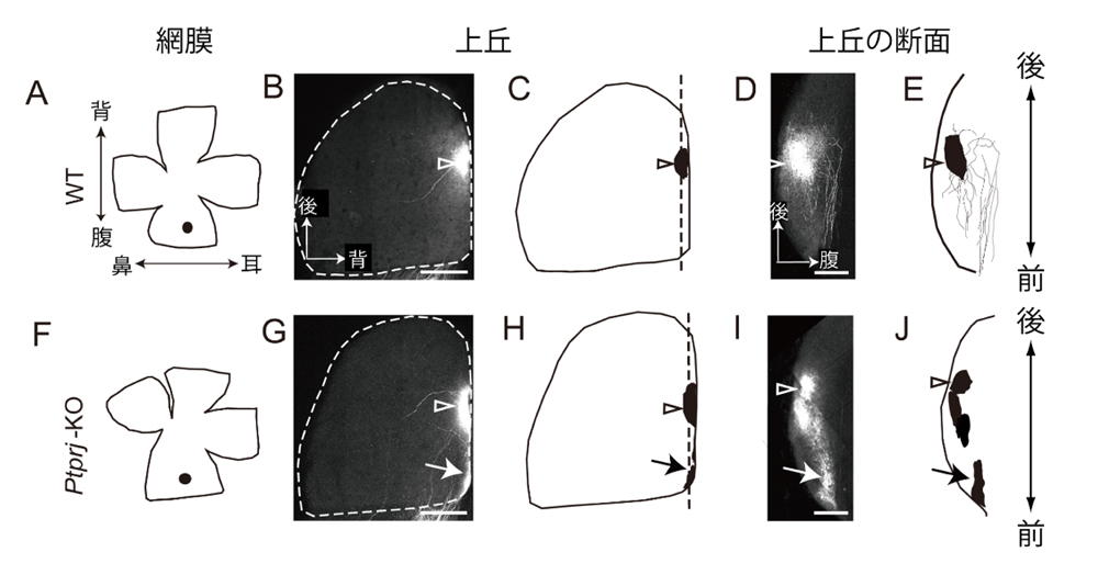 fig4.jpg