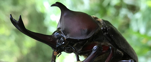 プレスリリース カブトムシの角 ツノ 形成遺伝子の特定に成功