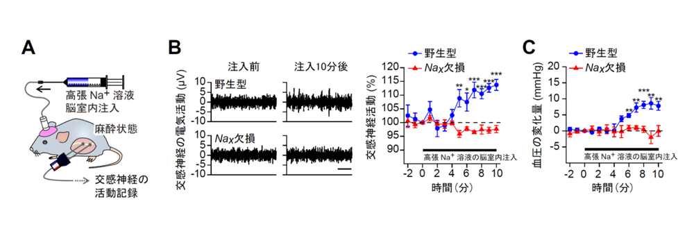 fig2.jpg