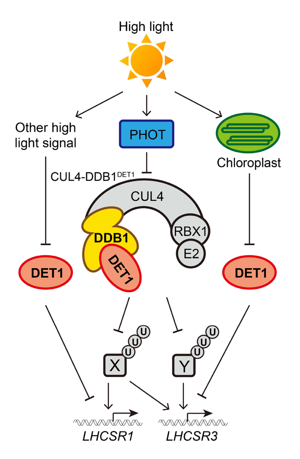 fig4.jpg