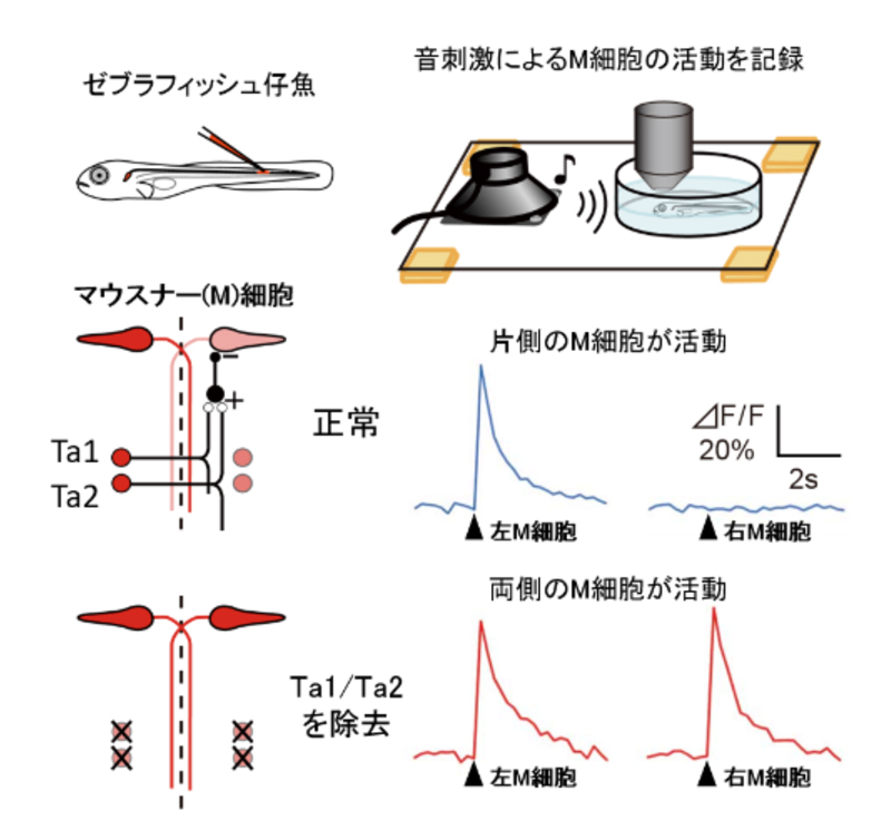 fig3.jpg