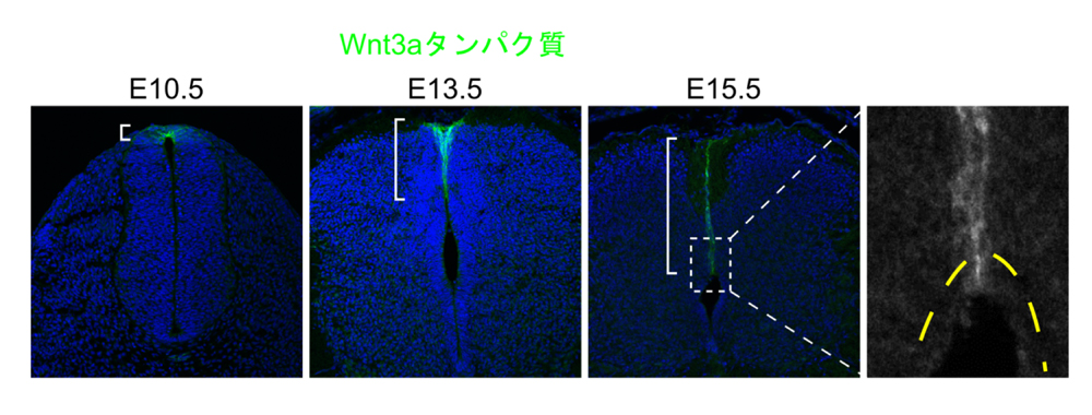 fig2.jpg