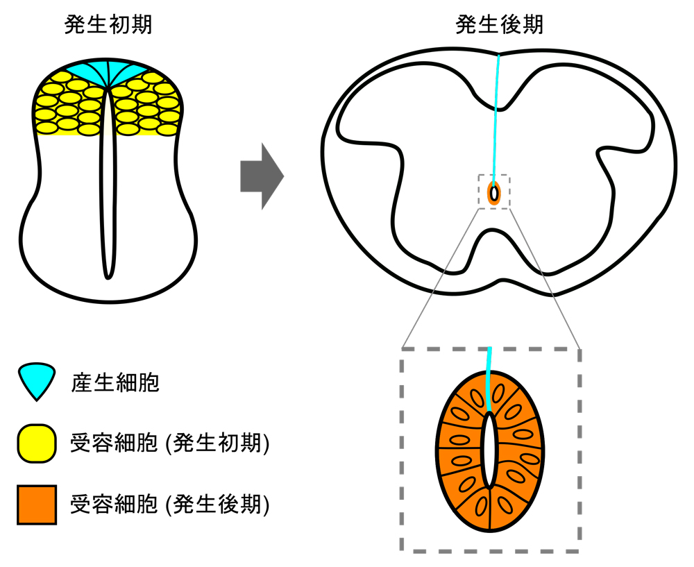 fig4.jpg