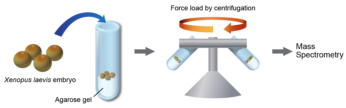 Cell-Systems_press_fig1_EN.jpg