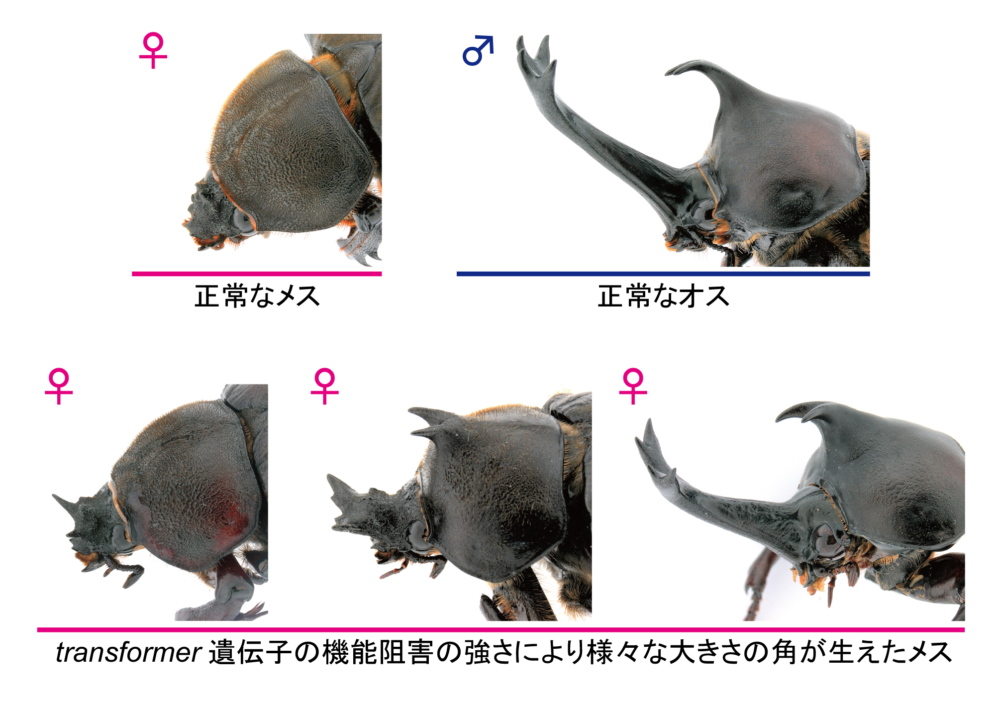 プレスリリース カブトムシの角 ツノ にオスとメスとの違いが現れる時期の特定に成功