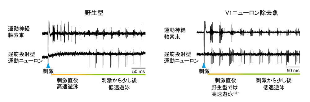 fig2.jpg