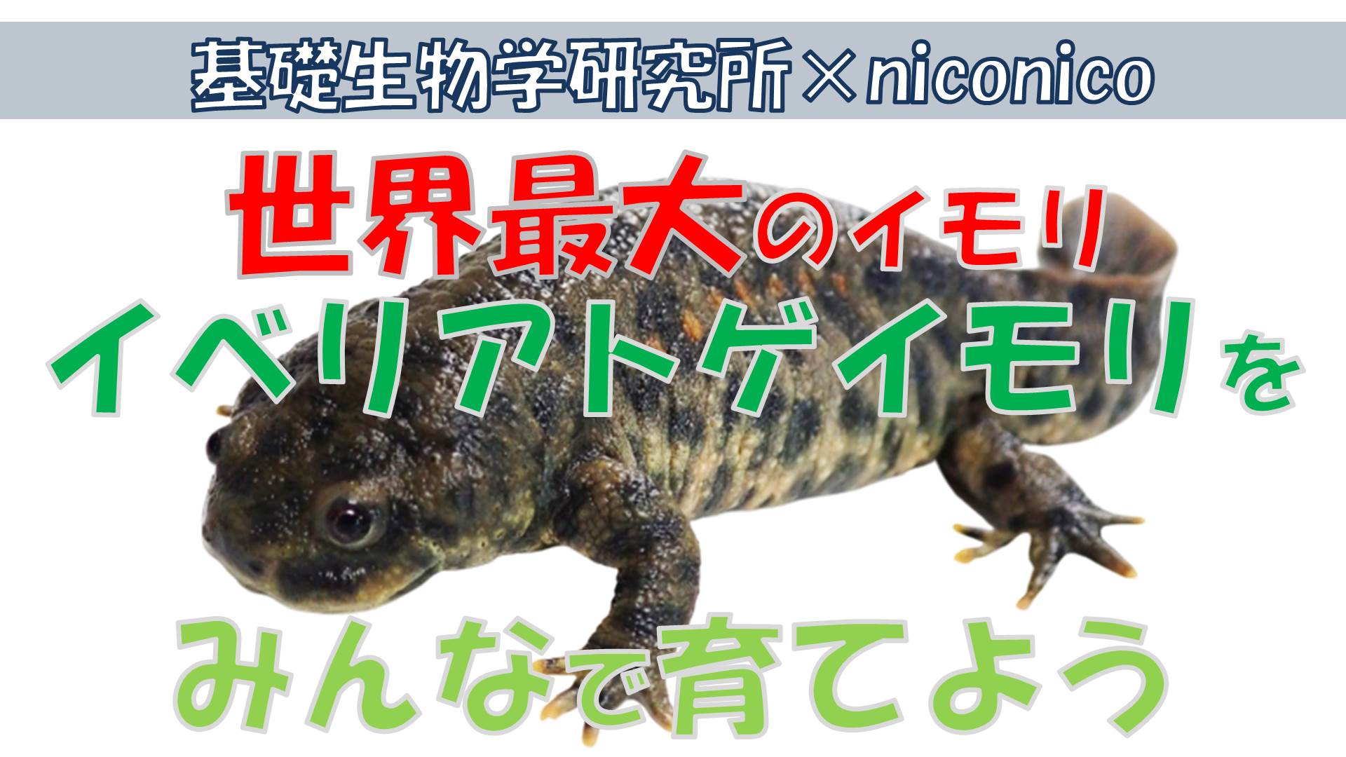 imori_niconico.jpg