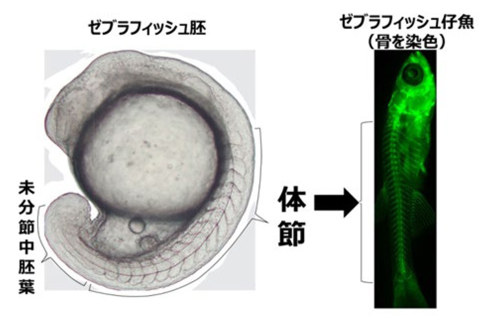 fig1.jpg