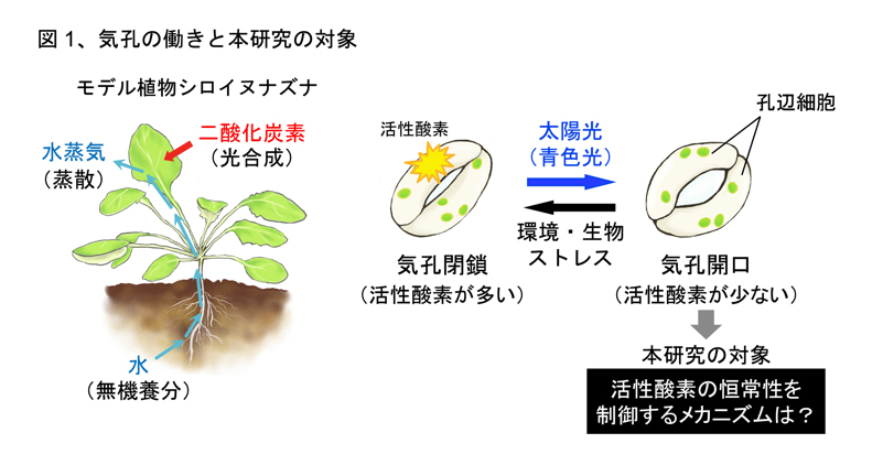 プレスリリース オートファジーは活性酸素の蓄積を抑え気孔開口を可能にする 植物の光合成を支える新しいメカニズムを発見