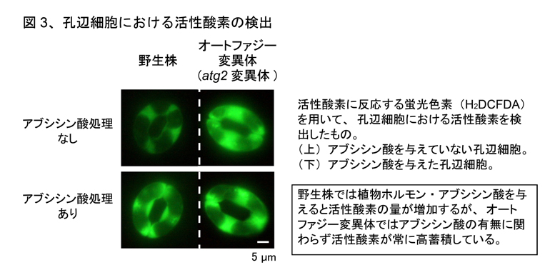 fig3.jpg