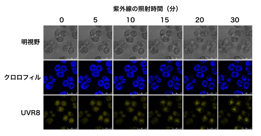 fig2.jpg