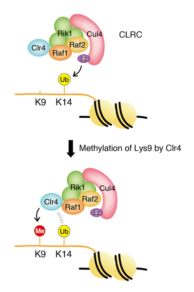 fig1.jpg