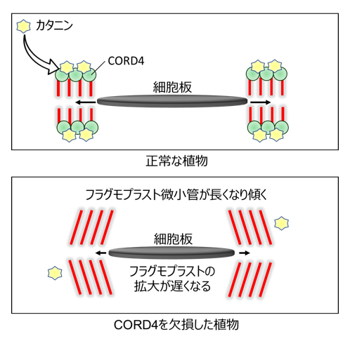 プレスリリース 植物のユニークな細胞分裂の仕組みを解明