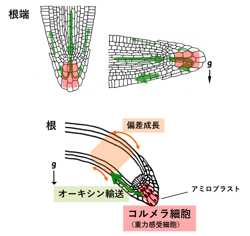 fig1.jpg